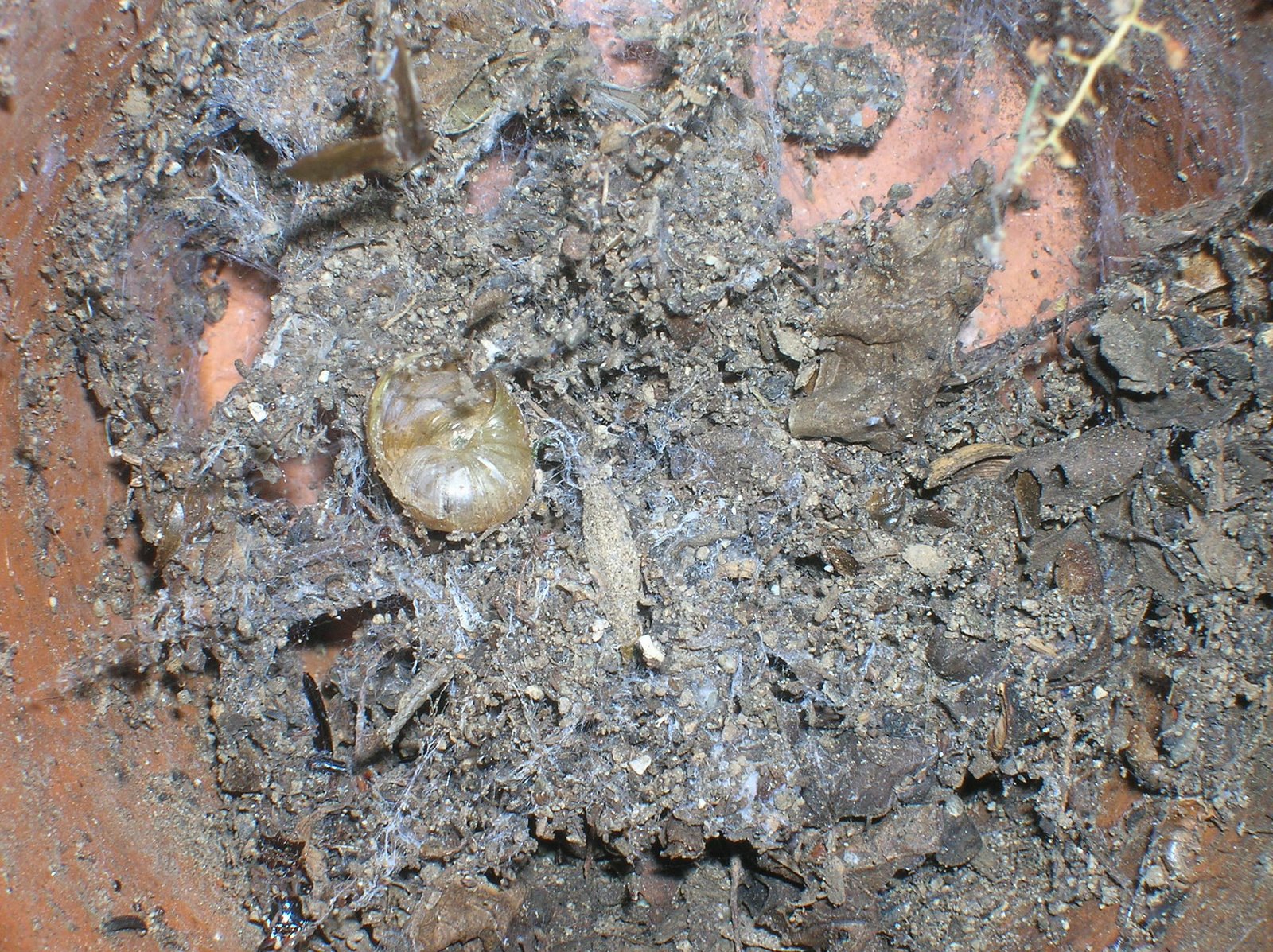 [third_post_closeup_webs_snail.JPG]