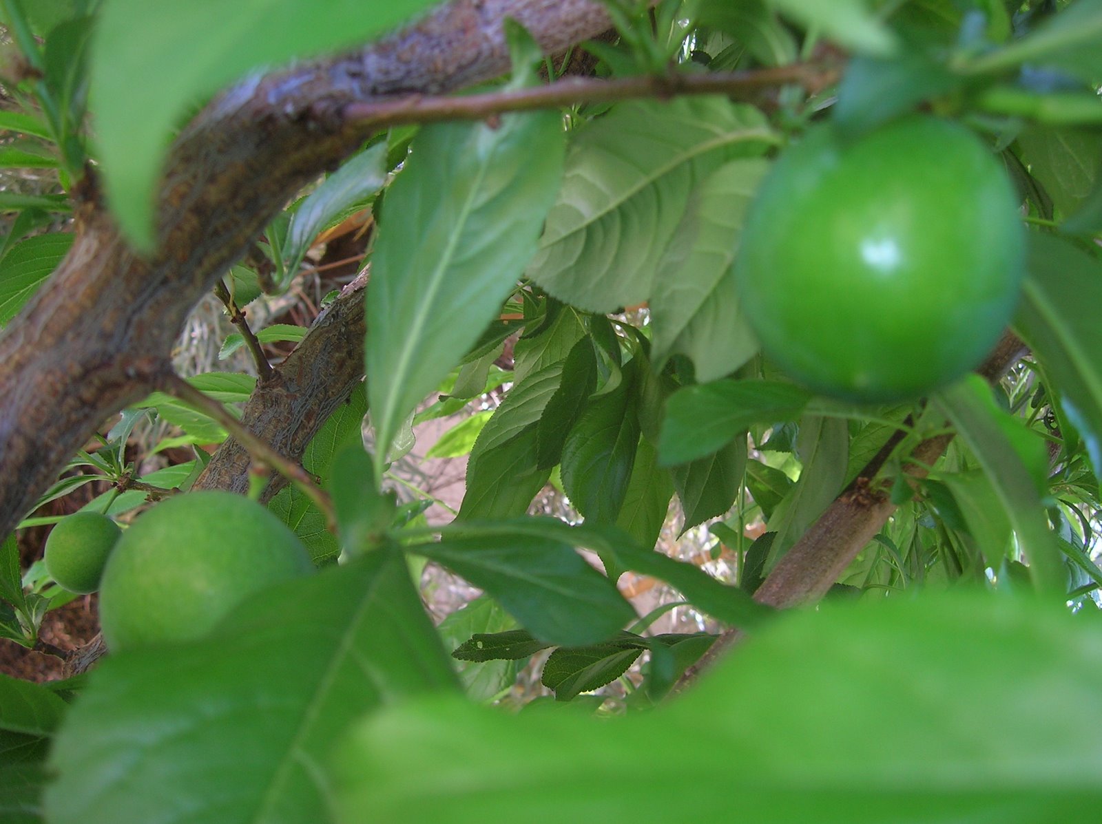 [fourth_post_green_plums.JPG]