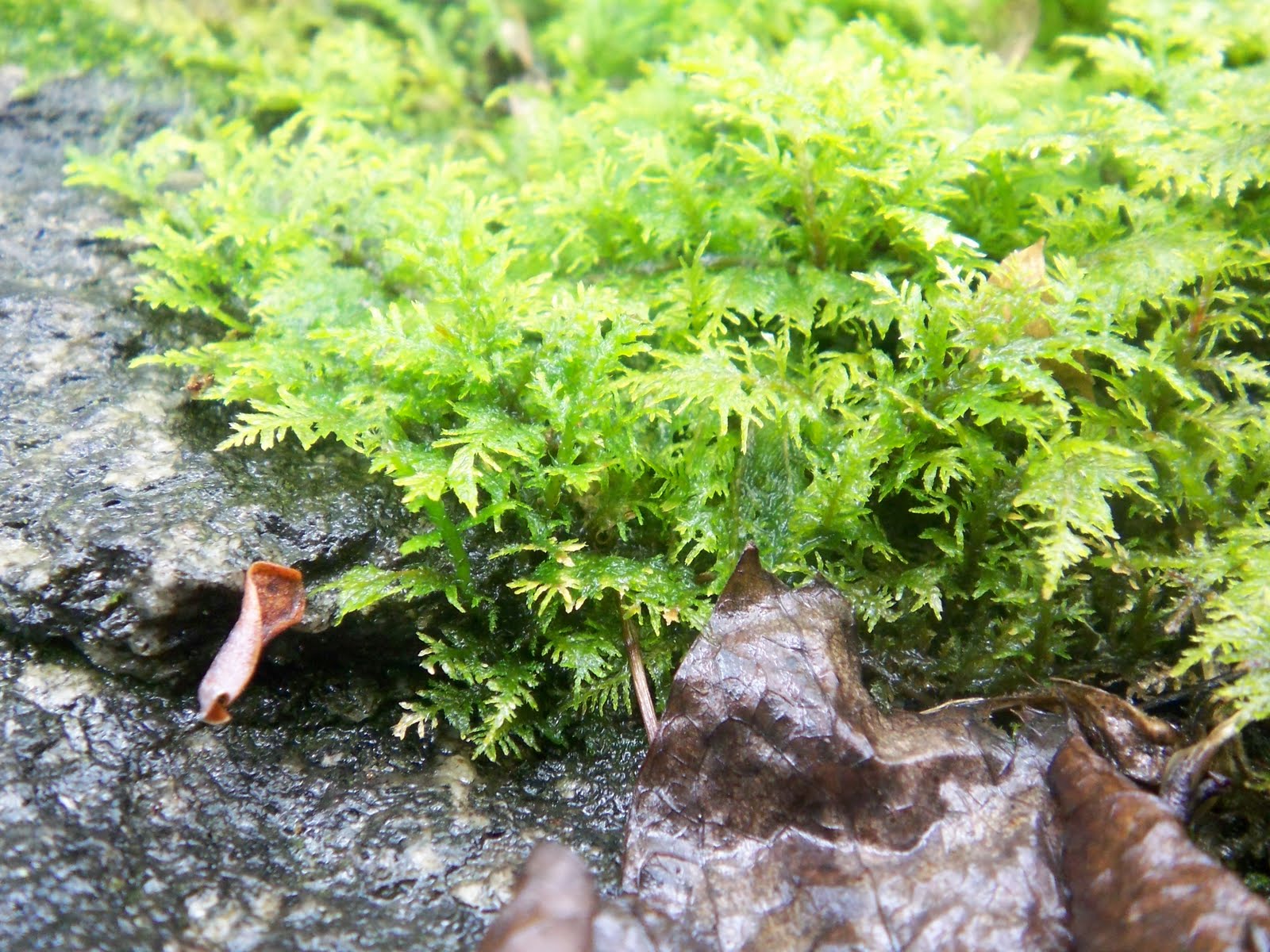 Portrait of a Bryophile: Forms