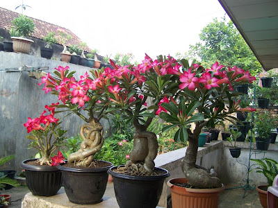 http://bambang-gene.blogspot.com