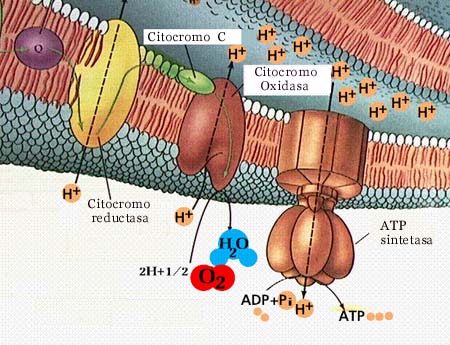 Doble membrana mitocondrial