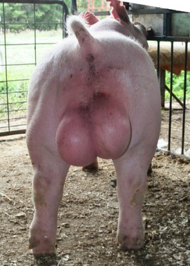 [Pig+Balls]
