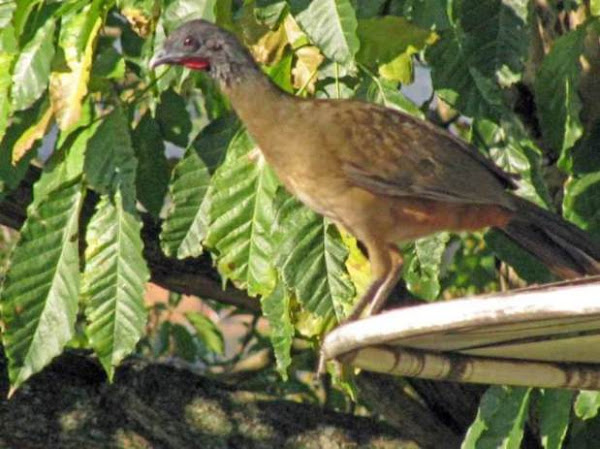El Cronista de Tucutucu. El Gran Ferrocarril de la Ceiba.