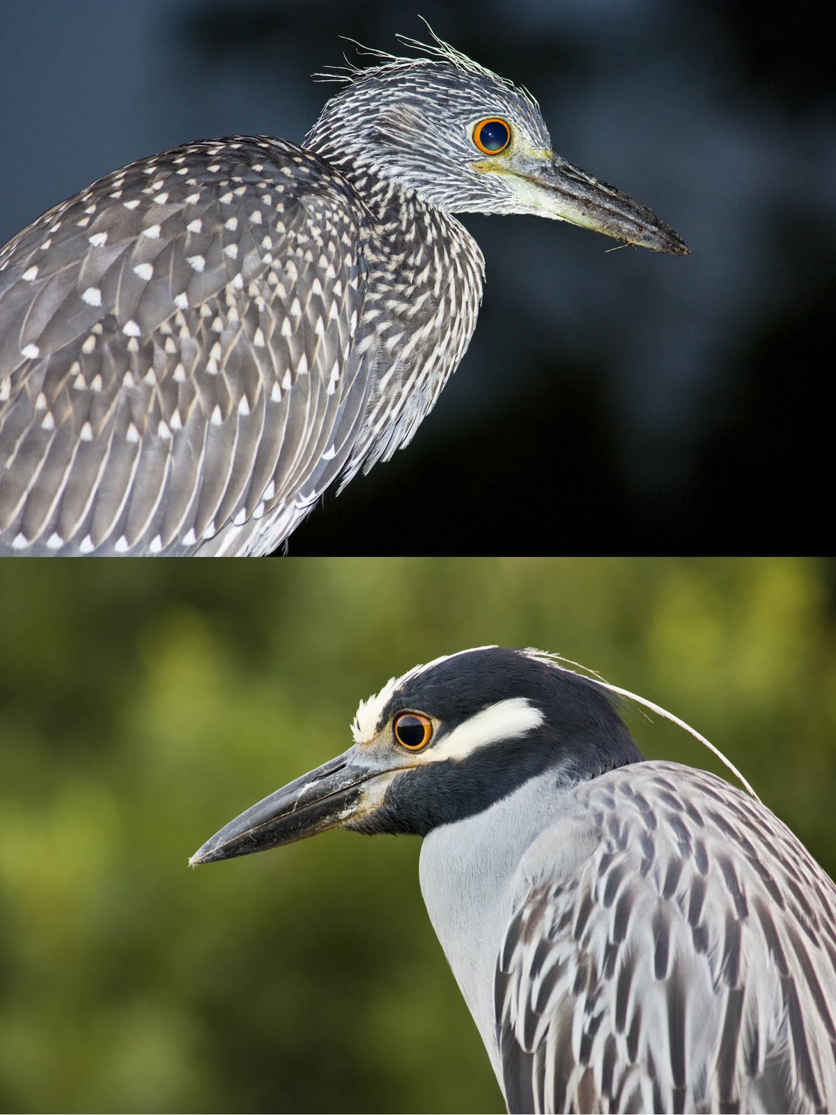 Florida Image Tools Photographing Florida's Herons
