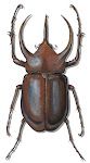 Tropical Rhinoceros Beetle