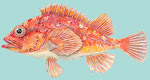 Rosy Rockfish from Monterey Bay