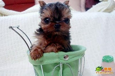 Feel Free To Express Yourself: Little cute dogs in cups
