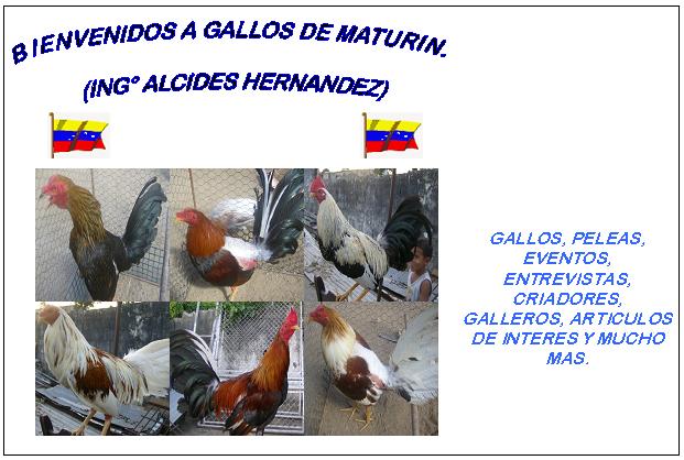 GALLOS DE MATURIN (Ing° Alcides Hernández)