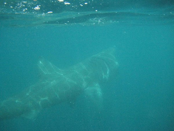 Oh a big fish, a baskingshark (8 or 9 meter long) a serious guy