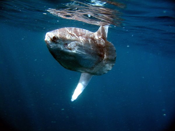 This is a very strange guy??? A Sunfish