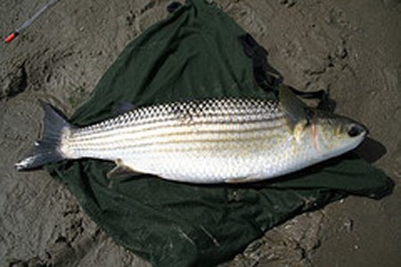 A big mullet at the state of the art "match fishing"
