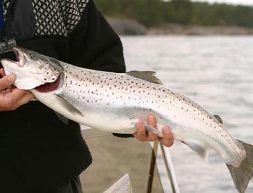 One of the beautiful seatrouts of Currane last year