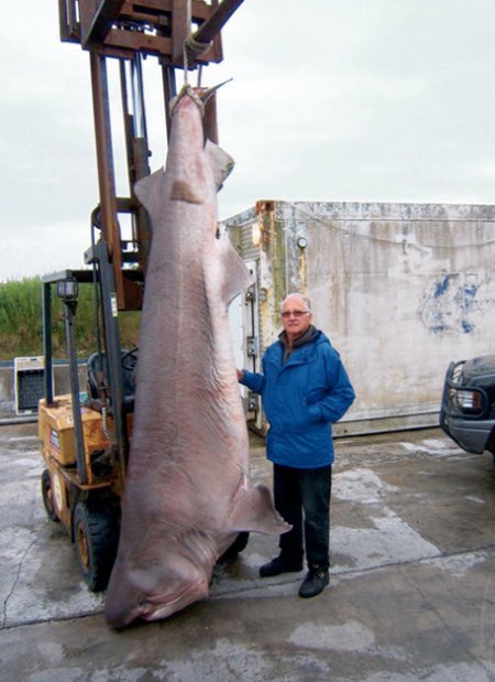 Joe Waldis avec son requin griset (requin maquereaux) de 1056lbs prise en eau irlandaise
