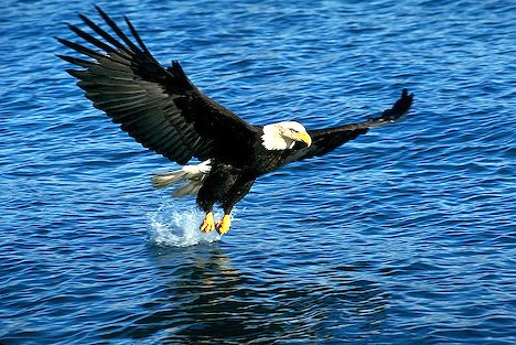 Image result for Eagle strecthed wings flying over water