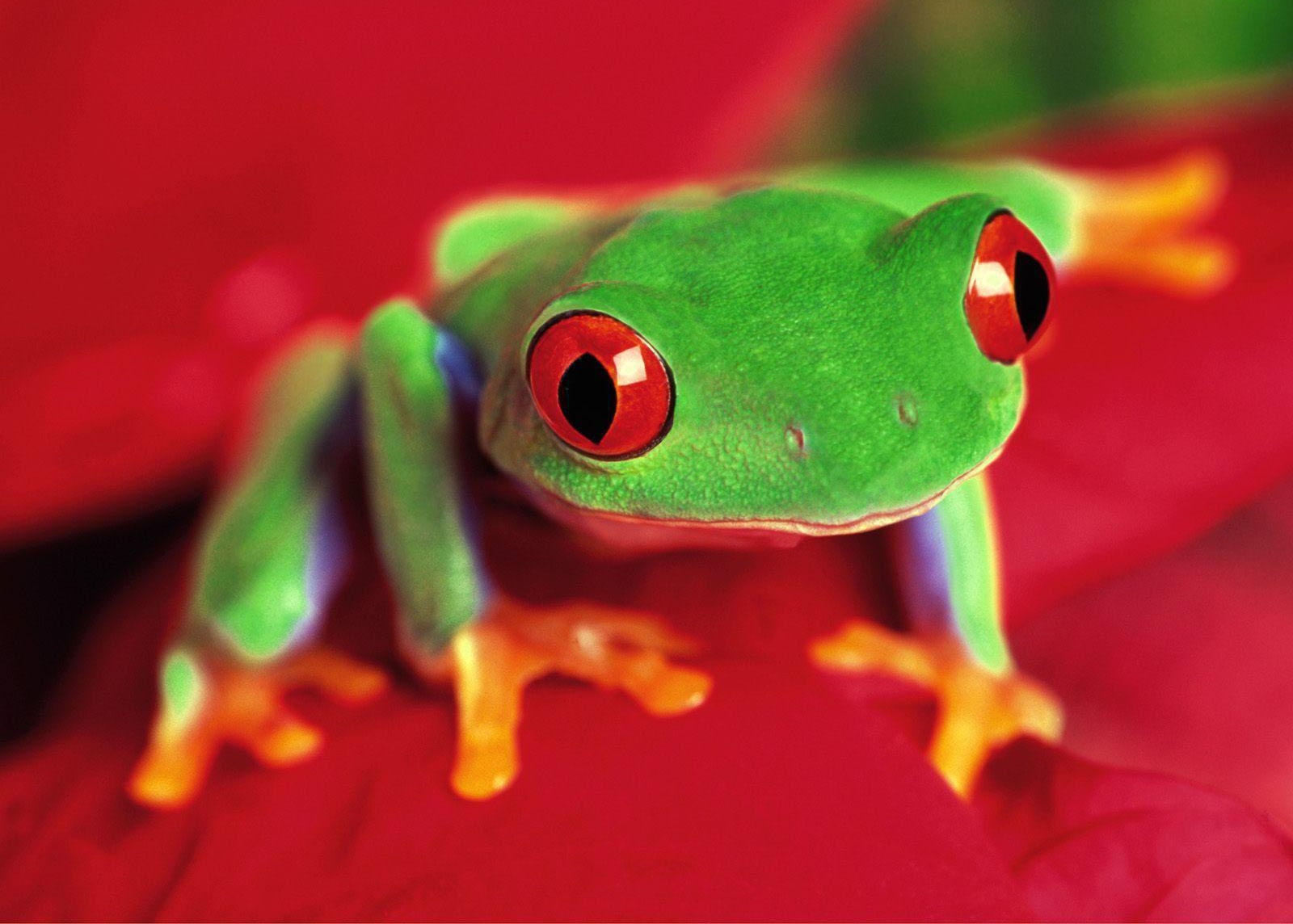 Green Frog Wallpaper