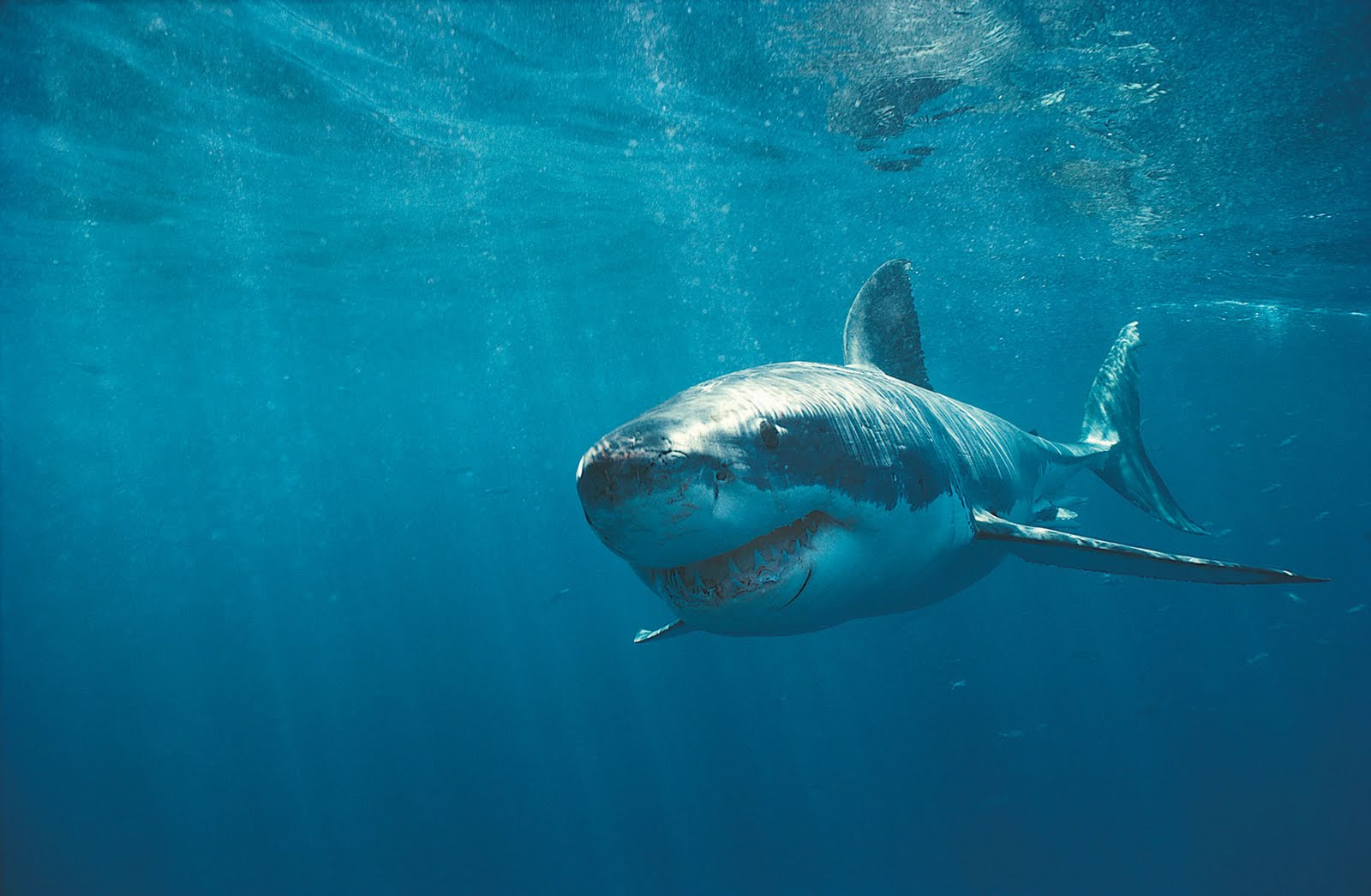 wallpapers-box-the-great-white-shark-hi-def-wallpapers