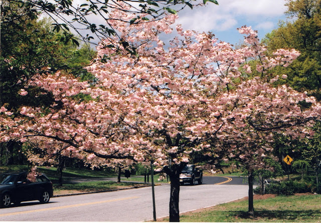 Cherry Blossoms 2010
