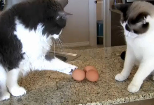 Video : 猫の手を借りるとは、このことです！！