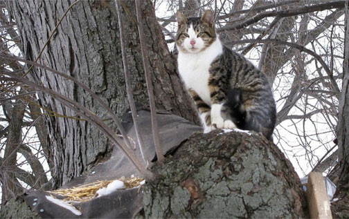 Video : 絶対に木から下りないネコのアーモンド…。