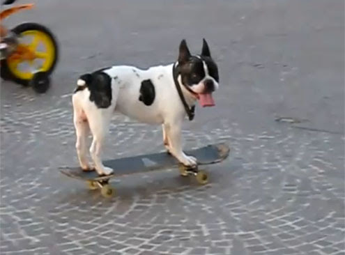 Video : イヌですが、趣味はスケボーです…！！