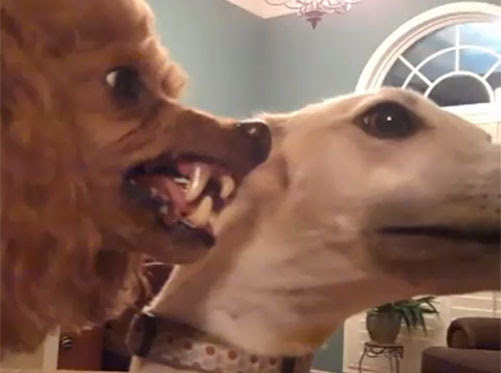 Video : くしゃみが怖すぎる犬…！！