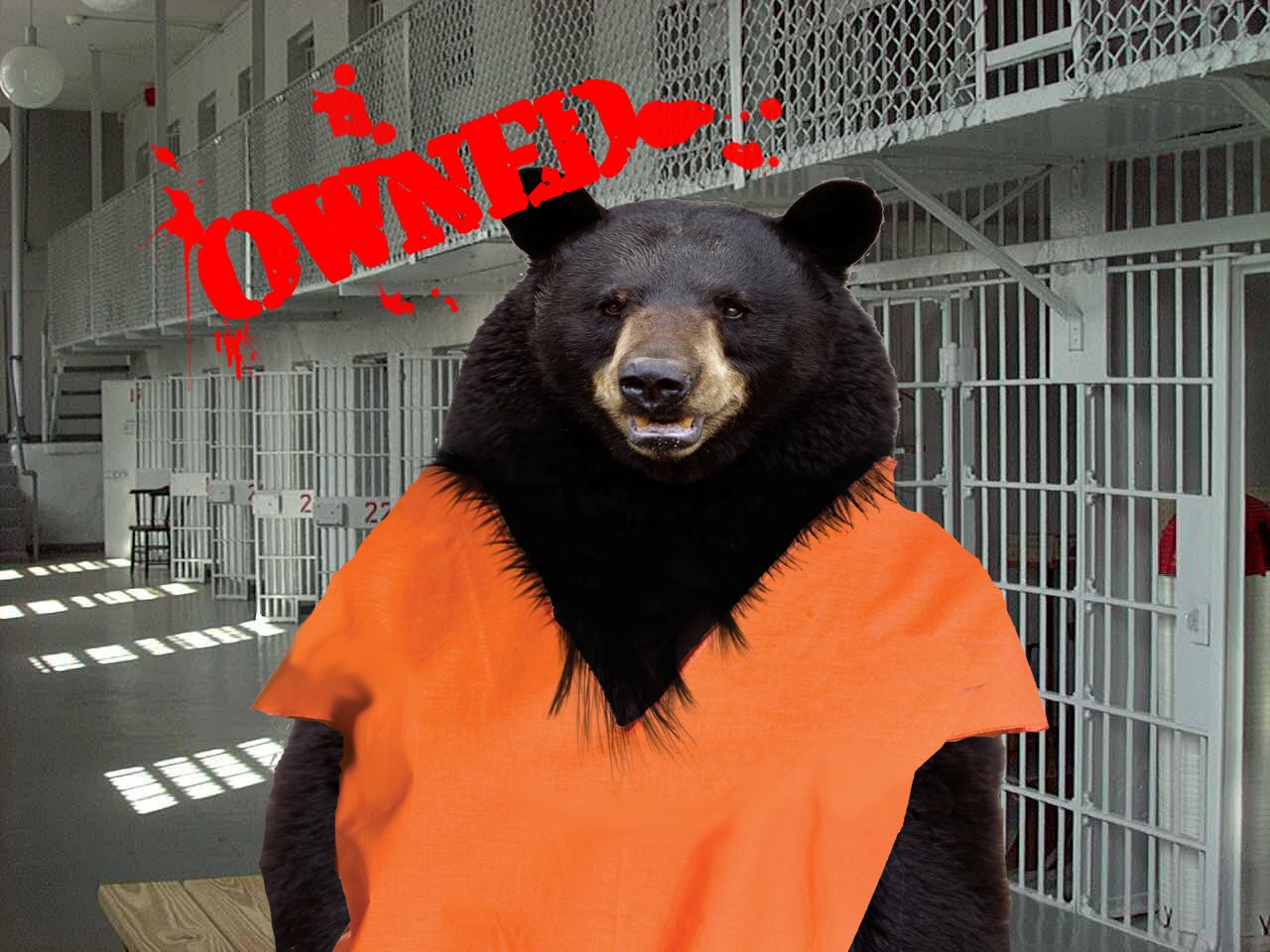 [Bear-in-jail-2.jpg]