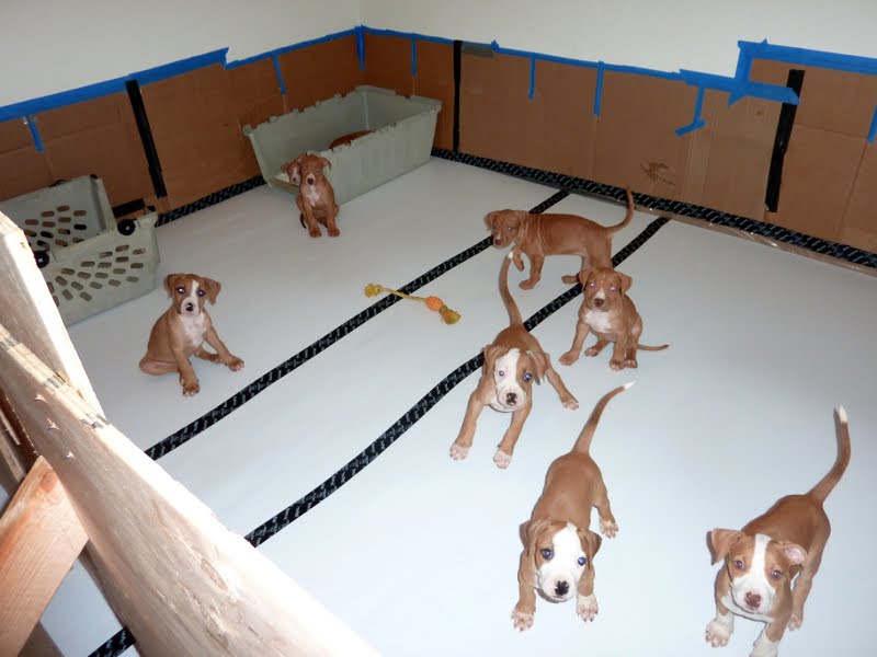 Ramblings of a Curious Mind Pimped Out Puppy Room