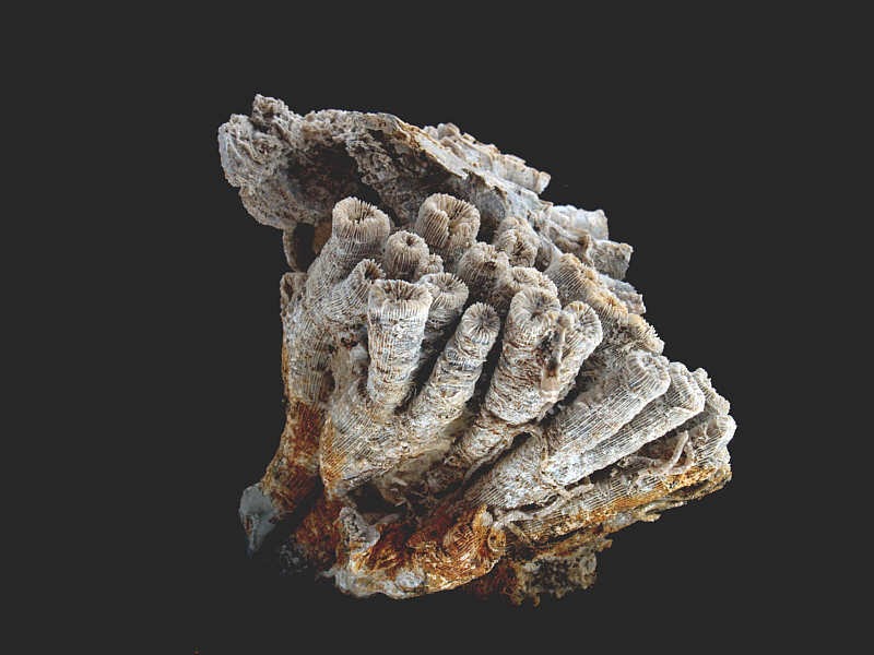 Geologie in Germany: Korallen auf der Schwäbischen Alb?