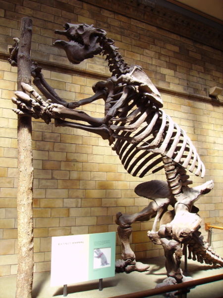 [450px-Megatherium_americanum_Skeleton_NHM.jpg]