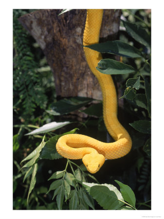 [386515~Eyelash-Viper-Snake-Costa-Rica-Posters.jpg]