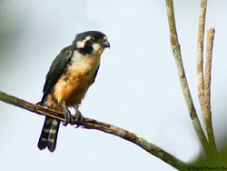 falconet thighed hasnain shamim pm posted