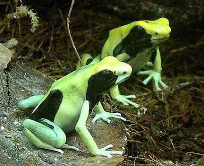 [Fotos] Ranas . . . bonitas pero venenosas