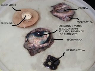 practicas-anatomia-topografica-uv-ojo-disecci-n