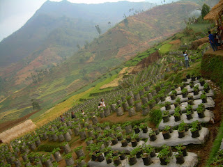 SISI KOTA BANDUNG: Kebun Strawberry Desa Cibeureum - Ciparay