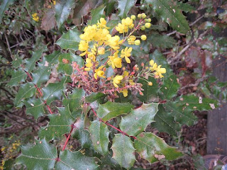 Shoreline Area News In The Garden Now Go Native
