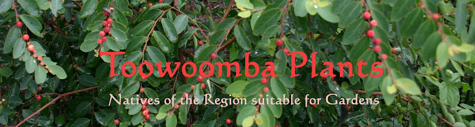 Toowoomba Plants