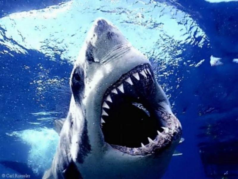Shark+jaw.jpg