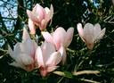 Drømmer om en Magnolia i min hage