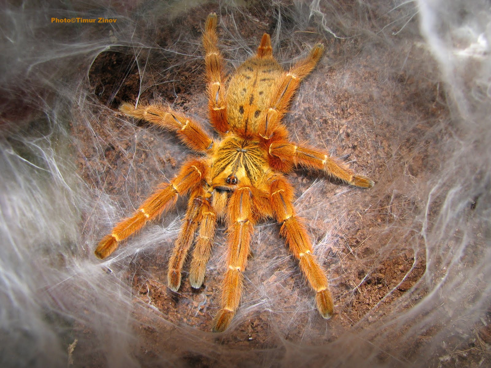 About The Spiders: Pterinochilus Murinus