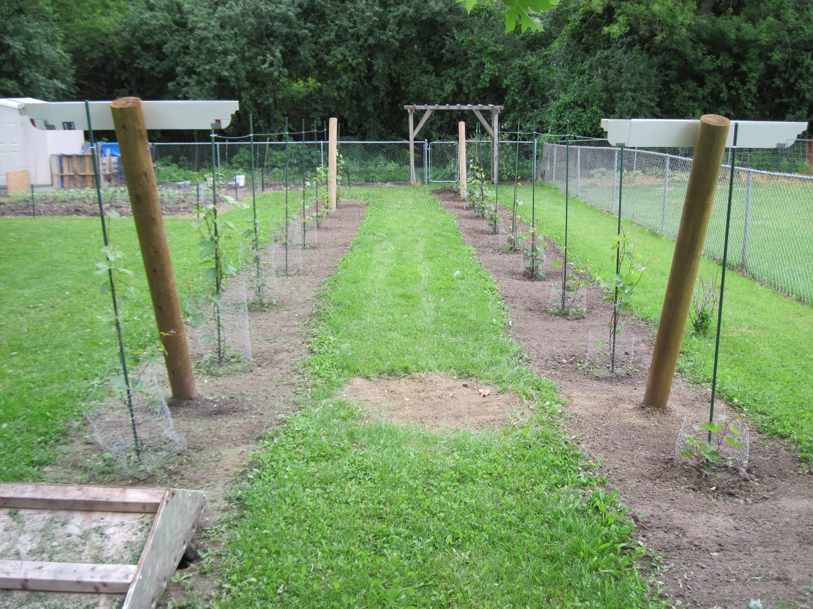 Growing Grapes in my Vineyard: Trellis Construction