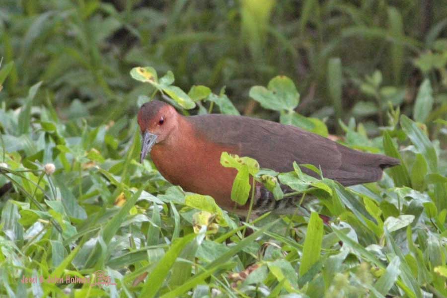 [ZZZ_BBcrake2_090505-01.jpg]