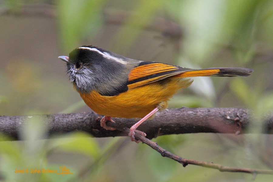 [Y09_GBFulv_side-01.jpg]