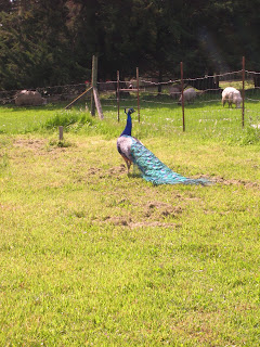 Angus The Peacock walking in the field looking for chicks