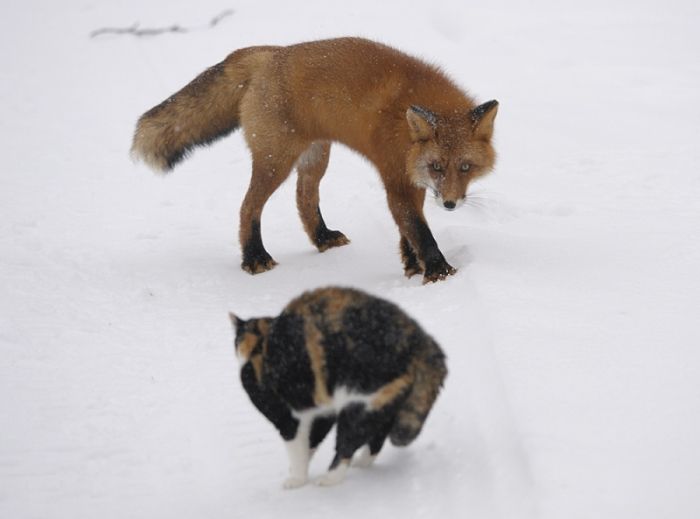 Damn Fresh Pics A Cat vs Foxes