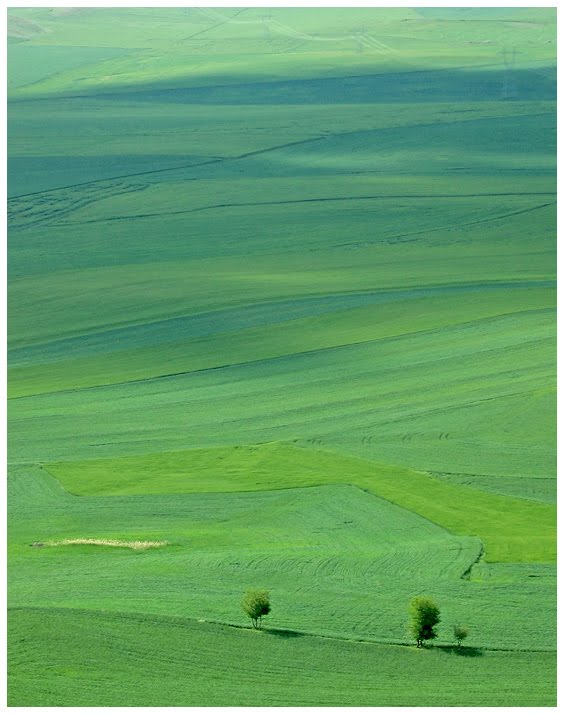 Damn Fresh Pics Beautiful Examples Of Green Photography