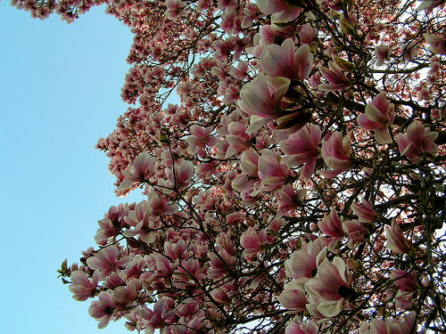 flowering cherry tree pictures. kwanzan flowering cherry tree