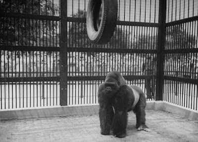 The Circus "NO SPIN ZONE": Bushman--Lincoln Park Zoo's Famous Gorilla--1947