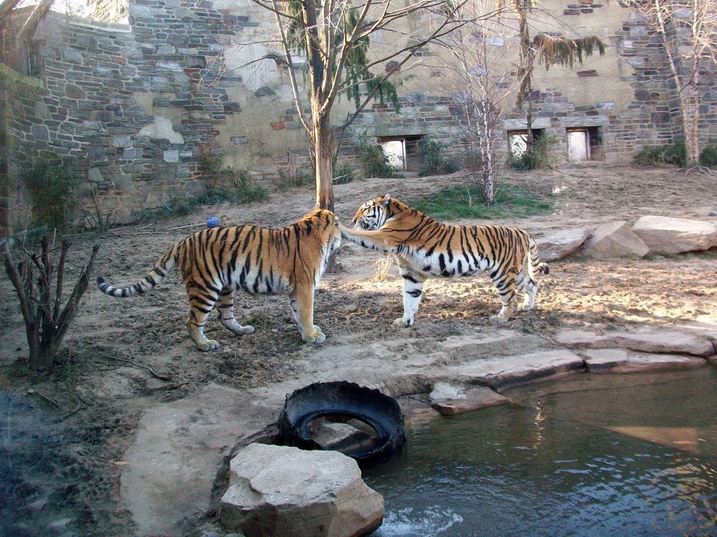 The Circus "NO SPIN ZONE" Big Cat FallsPhiladelphia Zoo