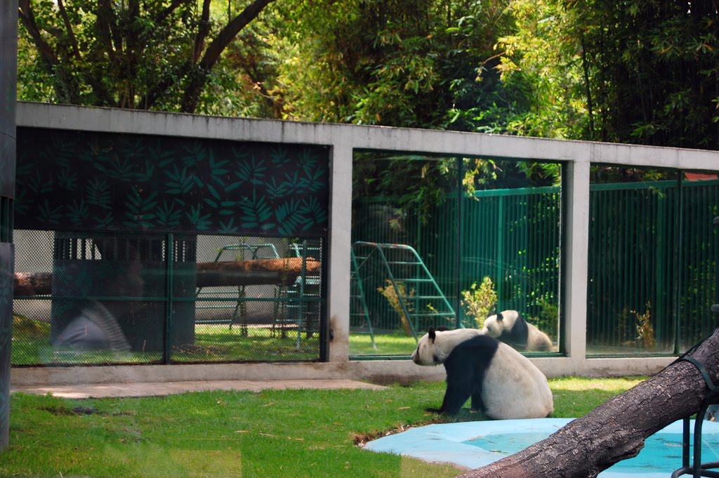 The Circus "NO SPIN ZONE" Giant PandaChapultepec Zoo, Mexico City