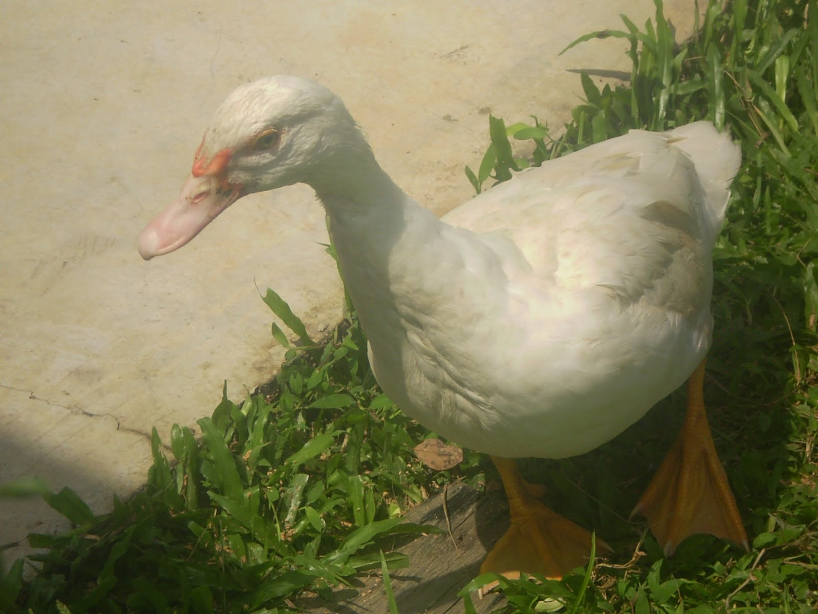 40+ Gambar Kartun Anak Itik Pictures